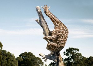 Giraffe in a Tree