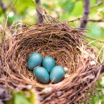 Robin's Nest with Eggs