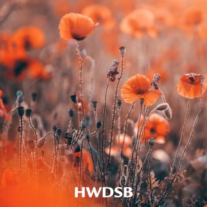 remembrance day graphic with poppies